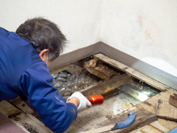 Best Water Damage Restoration  in Buies Creek, NC