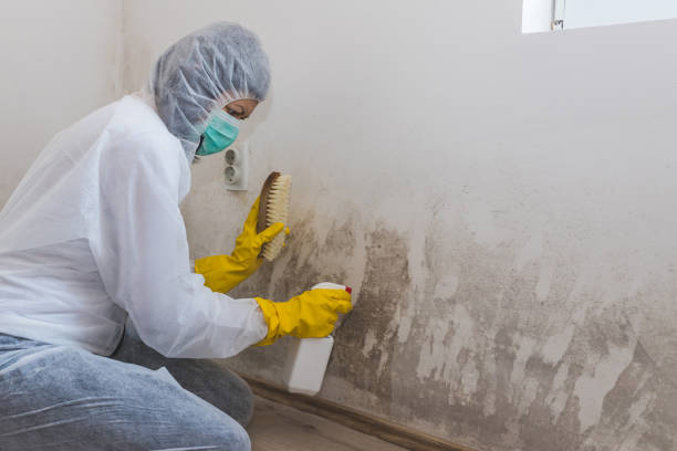 Home Mold Removal in Buies Creek, NC
