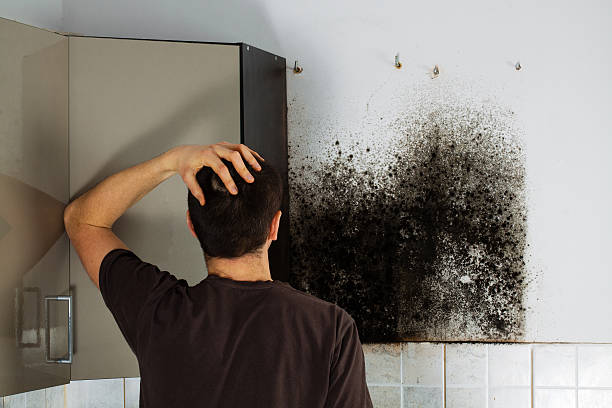 Best Certified Mold Removal  in Buies Creek, NC