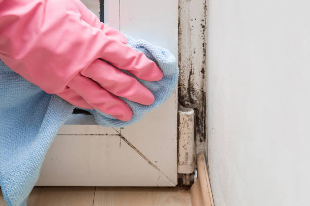 Best Residential Mold Removal  in Buies Creek, NC