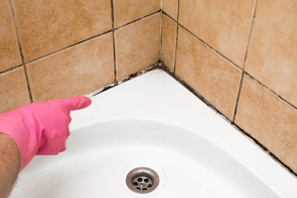 Best Fast Mold Removal  in Buies Creek, NC