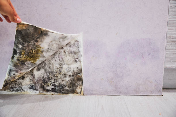 Best Mold Removal Process  in Buies Creek, NC